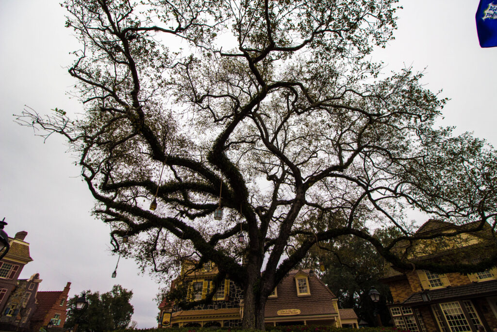 During the tour we talked about the history of this tree, I won't spoil it for you!
